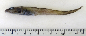  (Lycodes esmarkii - ZMUB Fish_22728)  @14 [ ] CreativeCommons - Attribution Non-Commercial Share-Alike (2015) UoB, Norway University of Bergen, Natural History Collections