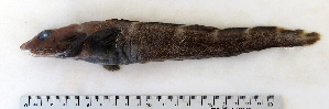  (Lycodes eudipleurostictus - ZMUB Fish_22779)  @14 [ ] CreativeCommons - Attribution Non-Commercial Share-Alike (2015) UoB, Norway University of Bergen, Natural History Collections