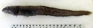  (Lycodes paamiuti - ZMUB Fish_22780)  @14 [ ] CreativeCommons - Attribution Non-Commercial Share-Alike (2015) UoB, Norway University of Bergen, Natural History Collections