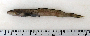  (Lycodes pallidus - ZMUB Fish_22737)  @14 [ ] CreativeCommons - Attribution Non-Commercial Share-Alike (2015) UoB, Norway University of Bergen, Natural History Collections