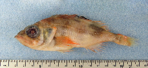  ( - ZMUB Fish_22782)  @12 [ ] CreativeCommons - Attribution Non-Commercial Share-Alike (2015) UoB, Norway University of Bergen, Natural History Collections