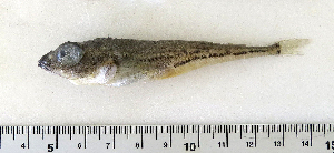 ( - ZMUB Fish_22748)  @12 [ ] CreativeCommons - Attribution Non-Commercial Share-Alike (2015) UoB, Norway University of Bergen, Natural History Collections