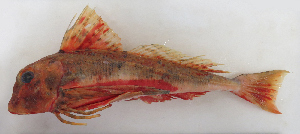  ( - ZMUB Fish_23179)  @11 [ ] CreativeCommons - Attribution Non-Commercial Share-Alike (2016) University of Bergen Natural History Collections