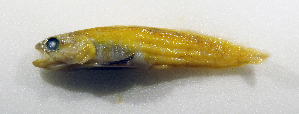  ( - ZMUB Fish_19759A)  @11 [ ] CreativeCommons - Attribution Non-Commercial Share-Alike (2017) University of Bergen Natural History Collections