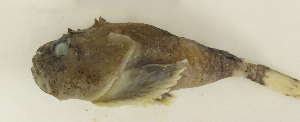  ( - ZMUB Fish_23516)  @11 [ ] CreativeCommons - Attribution Non-Commercial Share-Alike (2017) University of Bergen Natural History Collections