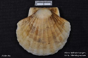  ( - NTNU-VM-71789)  @11 [ ] CreativeCommons - Attribution Non-Commercial Share-Alike (2018) NTNU University Museum, Department of Natural History NTNU University Museum, Department of Natural History