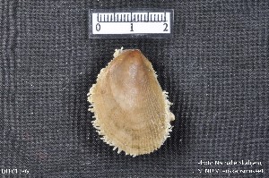  ( - LiHi01)  @11 [ ] CreativeCommons - Attribution Non-Commercial Share-Alike (2018) NTNU University Museum, Department of Natural History NTNU University Museum, Department of Natural History