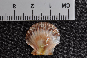  ( - NaSk63)  @11 [ ] Creative Commons  Attribution Non-Commercial Share-Alike (2019) NTNU University Museum, Department of Natural History NTNU University Museum, Department of Natural History