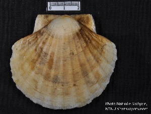  ( - NaSk67)  @11 [ ] Creative Commons  Attribution Non-Commercial Share-Alike (2019) NTNU University Museum, Department of Natural History NTNU University Museum, Department of Natural History