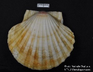  ( - NaSk68)  @11 [ ] Creative Commons  Attribution Non-Commercial Share-Alike (2019) NTNU University Museum, Department of Natural History NTNU University Museum, Department of Natural History