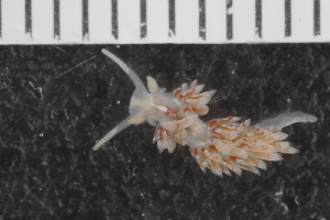  (Facelina auriculata - Sletvik2016_02)  @11 [ ] CreativeCommons - Attribution Non-Commercial Share-Alike (2017) University of Bergen Natural History Collections