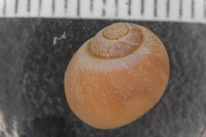  ( - Sletvik2016_58)  @11 [ ] CreativeCommons - Attribution Non-Commercial Share-Alike (2017) University of Bergen Natural History Collections