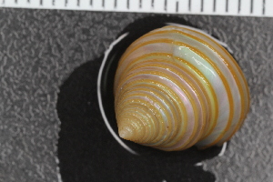  ( - Sletvik2016_62)  @11 [ ] CreativeCommons - Attribution Non-Commercial Share-Alike (2017) University of Bergen Natural History Collections