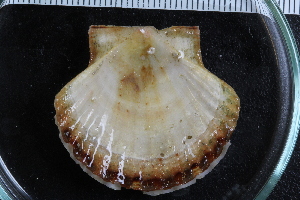  ( - Sletvik2016_73)  @11 [ ] CreativeCommons - Attribution Non-Commercial Share-Alike (2017) University of Bergen Natural History Collections