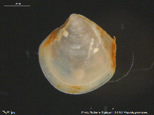  ( - Thy01)  @11 [ ] CreativeCommons - Attribution Non-Commercial Share-Alike (2018) NTNU University Museum, Department of Natural History NTNU University Museum, Department of Natural History