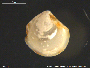  ( - Thy03)  @11 [ ] CreativeCommons - Attribution Non-Commercial Share-Alike (2018) NTNU University Museum, Department of Natural History NTNU University Museum, Department of Natural History