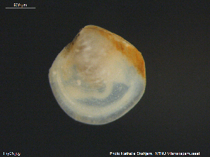 ( - NTNU-VM-203556)  @11 [ ] CreativeCommons - Attribution Non-Commercial Share-Alike (2018) NTNU University Museum, Department of Natural History NTNU University Museum, Department of Natural History