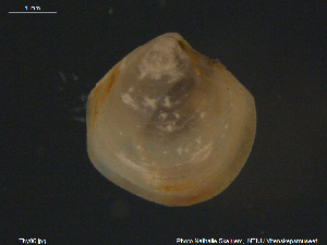  ( - Thy06)  @11 [ ] CreativeCommons - Attribution Non-Commercial Share-Alike (2018) NTNU University Museum, Department of Natural History NTNU University Museum, Department of Natural History