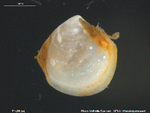  ( - Thy08)  @11 [ ] CreativeCommons - Attribution Non-Commercial Share-Alike (2018) NTNU University Museum, Department of Natural History NTNU University Museum, Department of Natural History