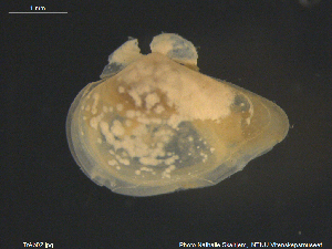  ( - TrAb02)  @11 [ ] CreativeCommons - Attribution Non-Commercial Share-Alike (2018) NTNU University Museum, Department of Natural History NTNU University Museum, Department of Natural History