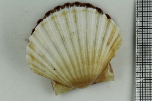  ( - ZMBN_106367)  @11 [ ] CreativeCommons - Attribution Non-Commercial Share-Alike (2017) University of Bergen Natural History Collections