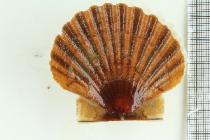  ( - ZMBN_106367)  @11 [ ] CreativeCommons - Attribution Non-Commercial Share-Alike (2017) University of Bergen Natural History Collections