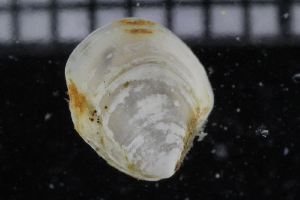  ( - ZMBN_106394)  @11 [ ] CreativeCommons - Attribution Non-Commercial Share-Alike (2017) University of Bergen Natural History Collections