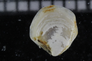  ( - ZMBN_106394)  @11 [ ] CreativeCommons - Attribution Non-Commercial Share-Alike (2017) University of Bergen Natural History Collections