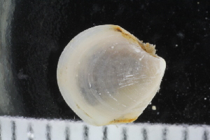  ( - ZMBN_123819)  @11 [ ] CreativeCommons - Attribution Non-Commercial Share-Alike (2018) University of Bergen Natural History Collections