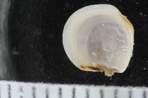  ( - ZMBN_123819)  @11 [ ] CreativeCommons - Attribution Non-Commercial Share-Alike (2018) University of Bergen Natural History Collections