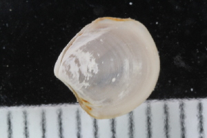  ( - ZMBN_123823)  @11 [ ] CreativeCommons - Attribution Non-Commercial Share-Alike (2018) University of Bergen Natural History Collections