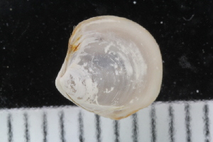  ( - ZMBN_123823)  @11 [ ] CreativeCommons - Attribution Non-Commercial Share-Alike (2018) University of Bergen Natural History Collections