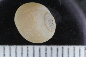  ( - ZMBN_123851)  @11 [ ] CreativeCommons - Attribution Non-Commercial Share-Alike (2018) University of Bergen Natural History Collections