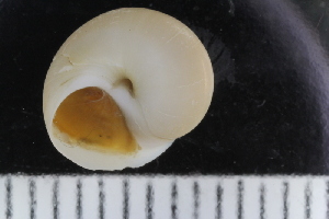  ( - ZMBN_123851)  @11 [ ] CreativeCommons - Attribution Non-Commercial Share-Alike (2018) University of Bergen Natural History Collections