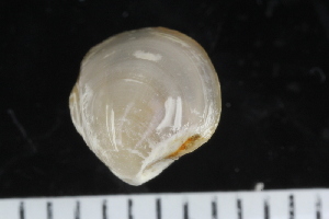  ( - ZMBN_123870)  @11 [ ] CreativeCommons - Attribution Non-Commercial Share-Alike (2018) University of Bergen Natural History Collections