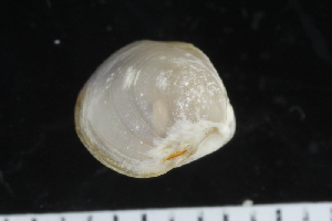  ( - ZMBN_123870)  @11 [ ] CreativeCommons - Attribution Non-Commercial Share-Alike (2018) University of Bergen Natural History Collections