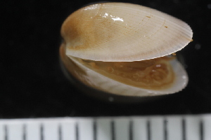  ( - ZMBN_125135)  @11 [ ] CreativeCommons - Attribution Non-Commercial Share-Alike (2018) University of Bergen Natural History Collections