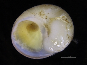  (Polinices sp - ZMBN_125147)  @11 [ ] CreativeCommons - Attribution Non-Commercial Share-Alike (2018) University of Bergen Natural History Collections