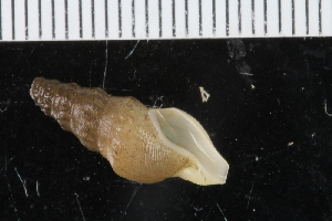  ( - ZMBN_125158)  @11 [ ] CreativeCommons - Attribution Non-Commercial Share-Alike (2018) University of Bergen Natural History Collections