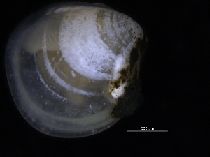  ( - ZMBN_125159)  @11 [ ] CreativeCommons - Attribution Non-Commercial Share-Alike (2018) University of Bergen Natural History Collections