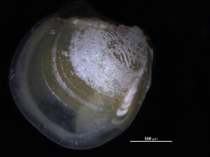  ( - ZMBN_125159)  @11 [ ] CreativeCommons - Attribution Non-Commercial Share-Alike (2018) University of Bergen Natural History Collections