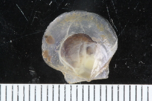  ( - ZMBN_125164)  @11 [ ] CreativeCommons - Attribution Non-Commercial Share-Alike (2018) University of Bergen Natural History Collections