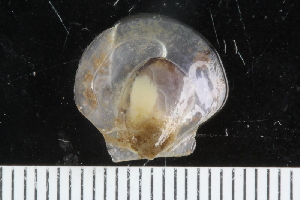  ( - ZMBN_125164)  @11 [ ] CreativeCommons - Attribution Non-Commercial Share-Alike (2018) University of Bergen Natural History Collections