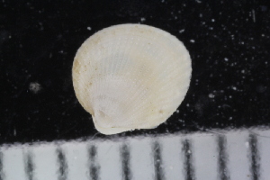  ( - ZMBN_125172)  @11 [ ] CreativeCommons - Attribution Non-Commercial Share-Alike (2018) University of Bergen Natural History Collections