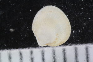  ( - ZMBN_125172)  @11 [ ] CreativeCommons - Attribution Non-Commercial Share-Alike (2018) University of Bergen Natural History Collections