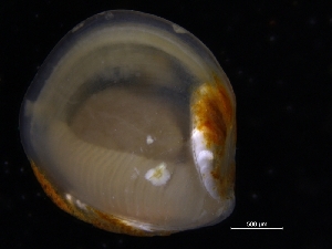  ( - ZMBN_125181)  @11 [ ] CreativeCommons - Attribution Non-Commercial Share-Alike (2018) University of Bergen Natural History Collections