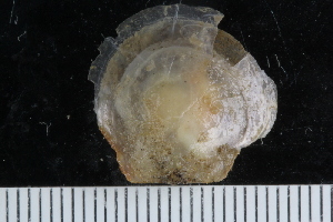  ( - ZMBN_125190)  @11 [ ] CreativeCommons - Attribution Non-Commercial Share-Alike (2018) University of Bergen Natural History Collections