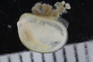  ( - ZMBN_125214)  @11 [ ] CreativeCommons - Attribution Non-Commercial Share-Alike (2018) University of Bergen Natural History Collections