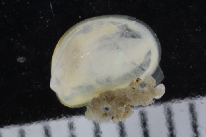  ( - ZMBN_125214)  @11 [ ] CreativeCommons - Attribution Non-Commercial Share-Alike (2018) University of Bergen Natural History Collections