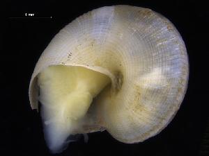 (Anatoma crispata - ZMBN_125225)  @11 [ ] CreativeCommons - Attribution Non-Commercial Share-Alike (2018) University of Bergen Natural History Collections